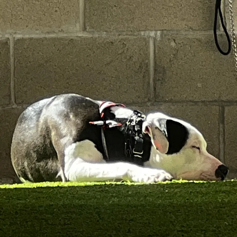 Rascal Athletic And Goffy thumbnail 2