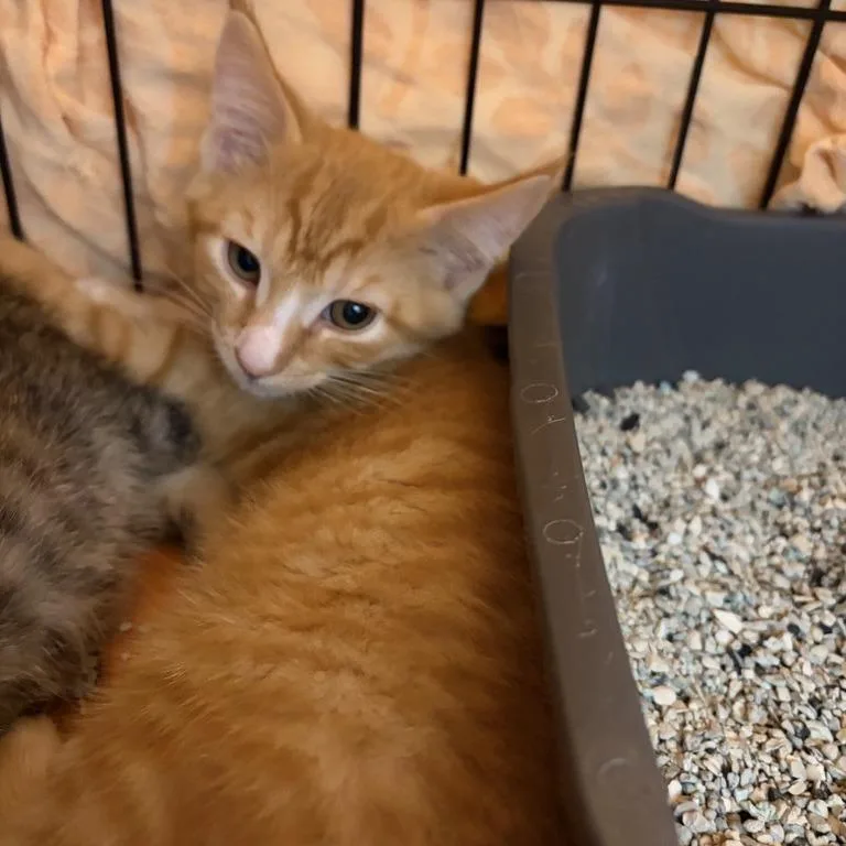 Dusty thumbnail 2