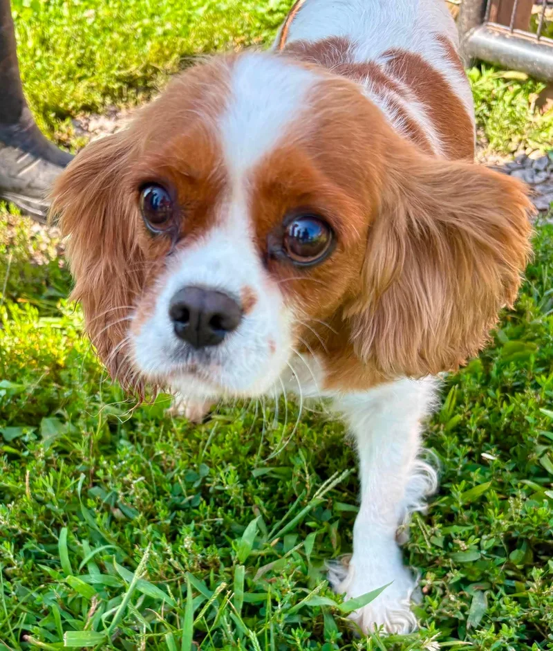 An adult medium-sized female Cavalier King Charles Spaniel dog named Trinket for adoption in Havertown, PA