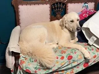 An adult extra large-sized male Great Pyrenees dog named Kelev for adoption in Newnan, GA