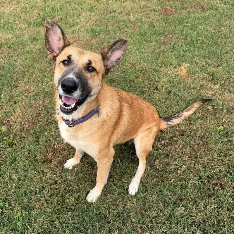 An adult large-sized female Apricot / Beige German Shepherd Dog named Tizzy for adoption in Greeneville, TN