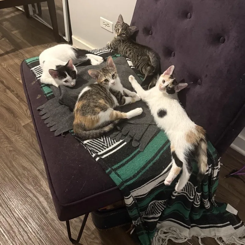 A baby small-sized female White Domestic Short Hair cat named Calico for adoption in Wheeling, IL