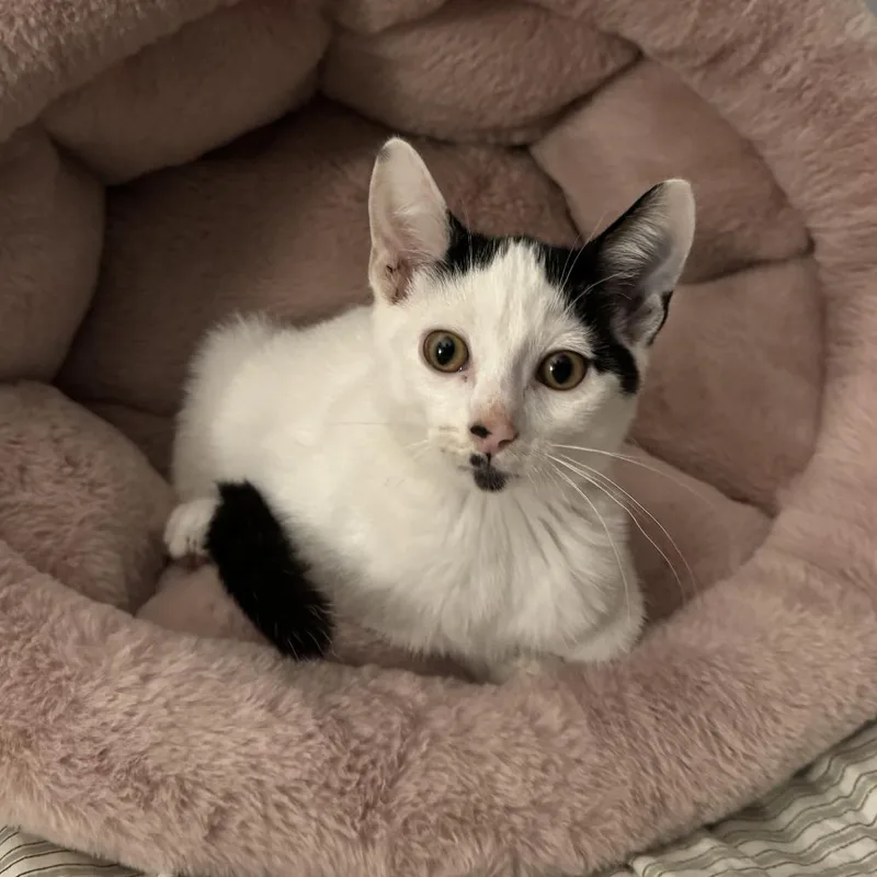 A baby small-sized male Domestic Short Hair cat named Percival for adoption in Minneapolis, MN