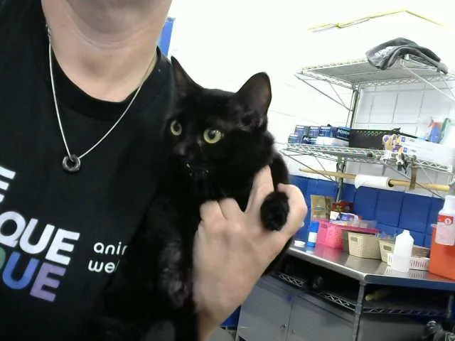 A young medium-sized female Domestic Short Hair cat named Heart for adoption in Albuquerque, NM