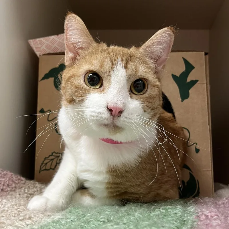 Miss Peaches thumbnail 2