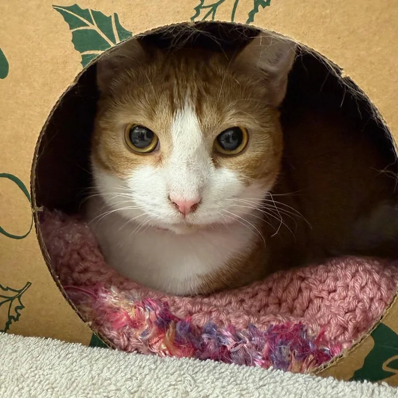 Miss Peaches thumbnail 3