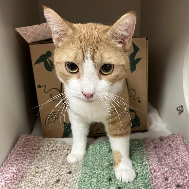 Miss Peaches thumbnail 4