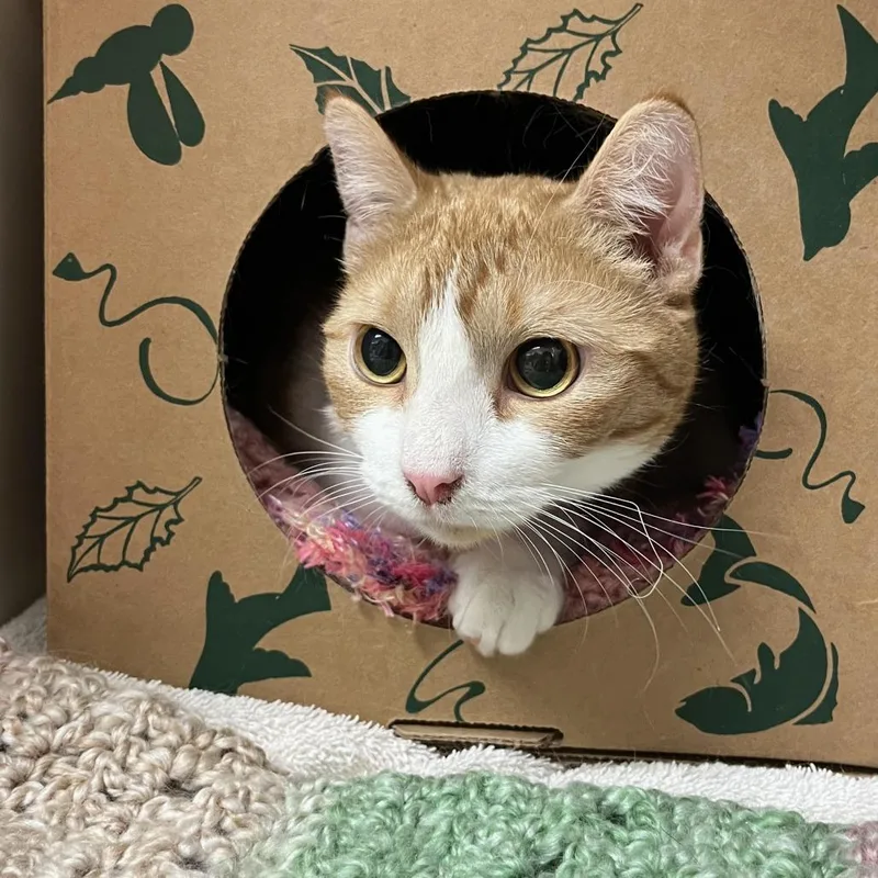 Miss Peaches thumbnail 5