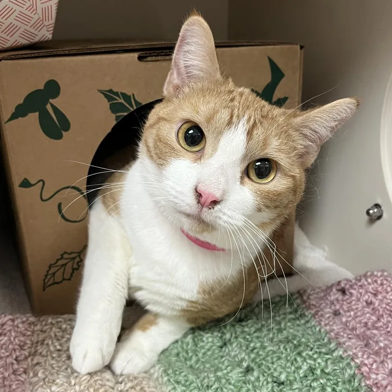 Miss Peaches thumbnail 6