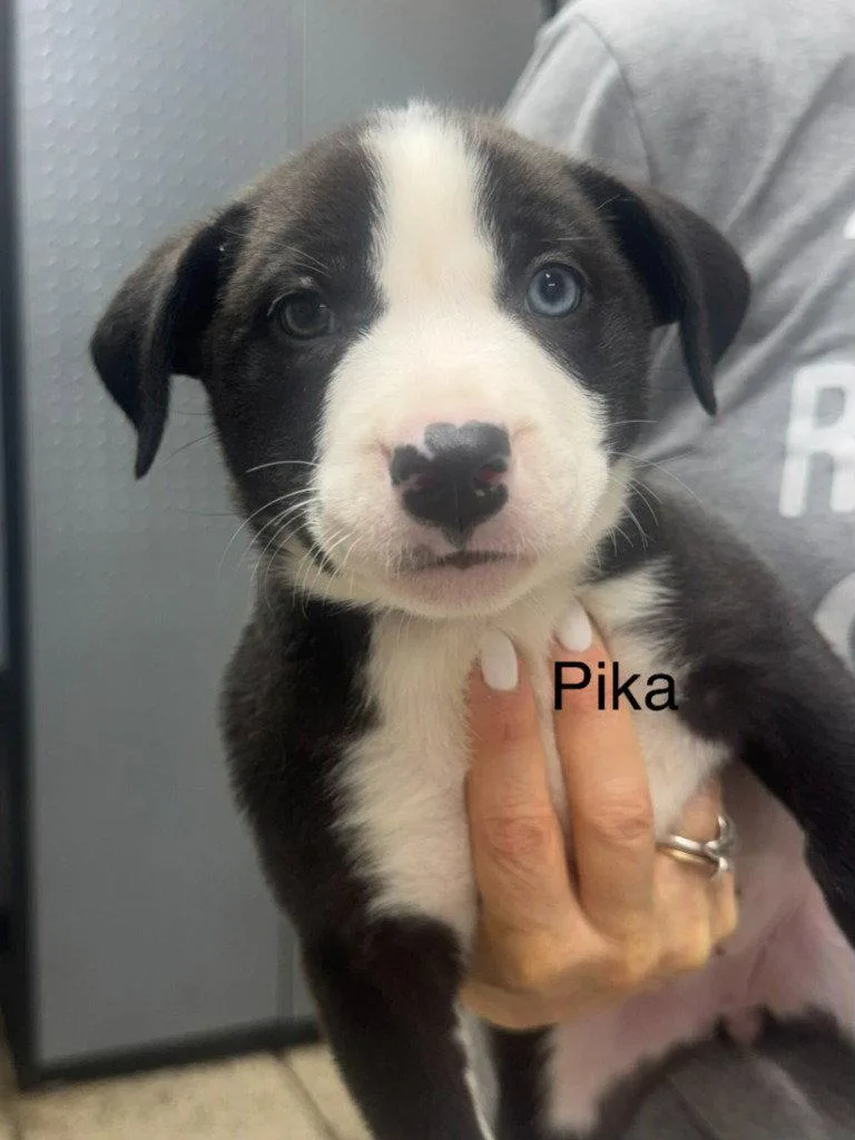 Pika