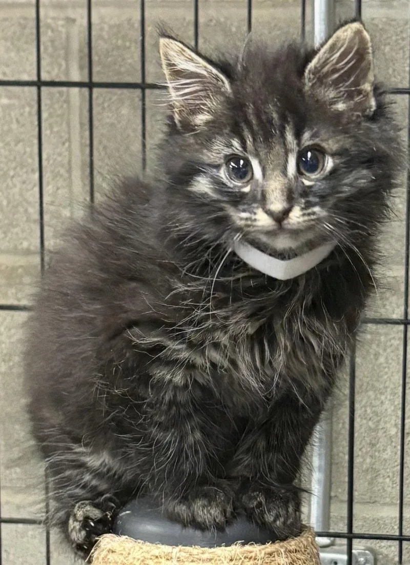 A baby medium-sized male Gray / Blue / Silver Domestic Long Hair cat named Smoosh for adoption in Cuyahoga Falls, OH