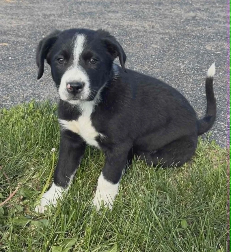 A baby small-sized male Bernese Mountain Dog dog named Pretzel for adoption in Havertown, PA