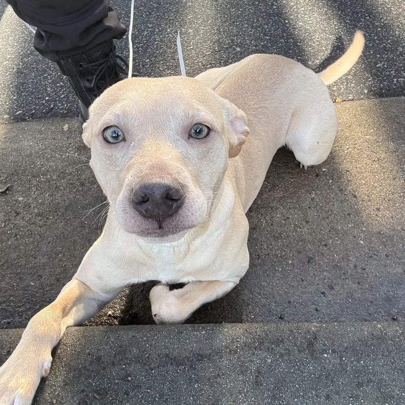 An adult medium-sized female Yellow / Tan / Blond / Fawn Mixed Breed dog named Sweetie for adoption in Columbus, GA