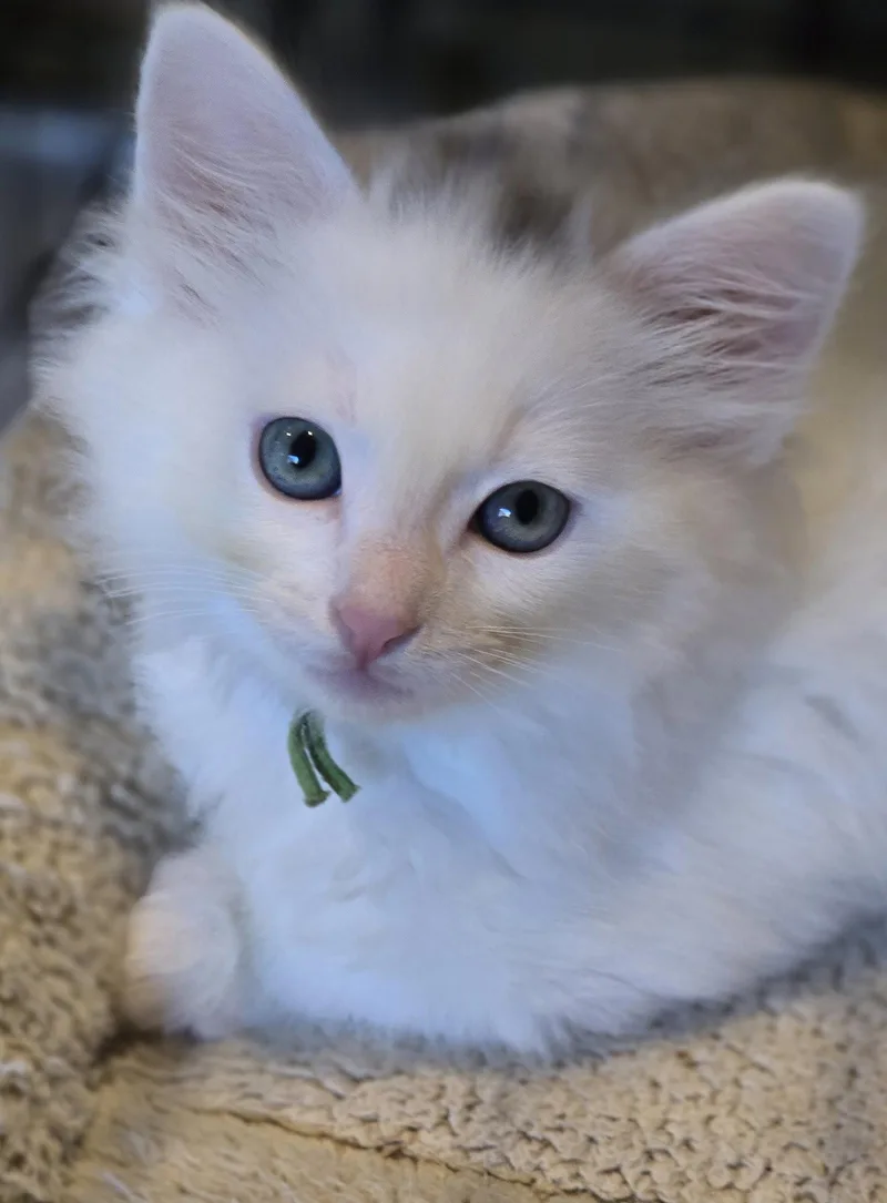 King Moe thumbnail 2