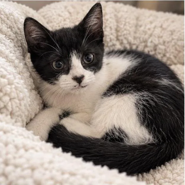 A baby medium-sized female Black & White / Tuxedo Domestic Short Hair cat named Alex for adoption in Miami, FL