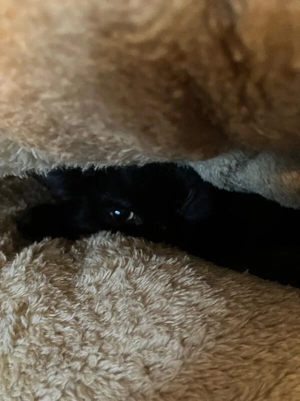 A baby medium-sized male Black Domestic Short Hair cat named Salem for adoption in Colmar, PA