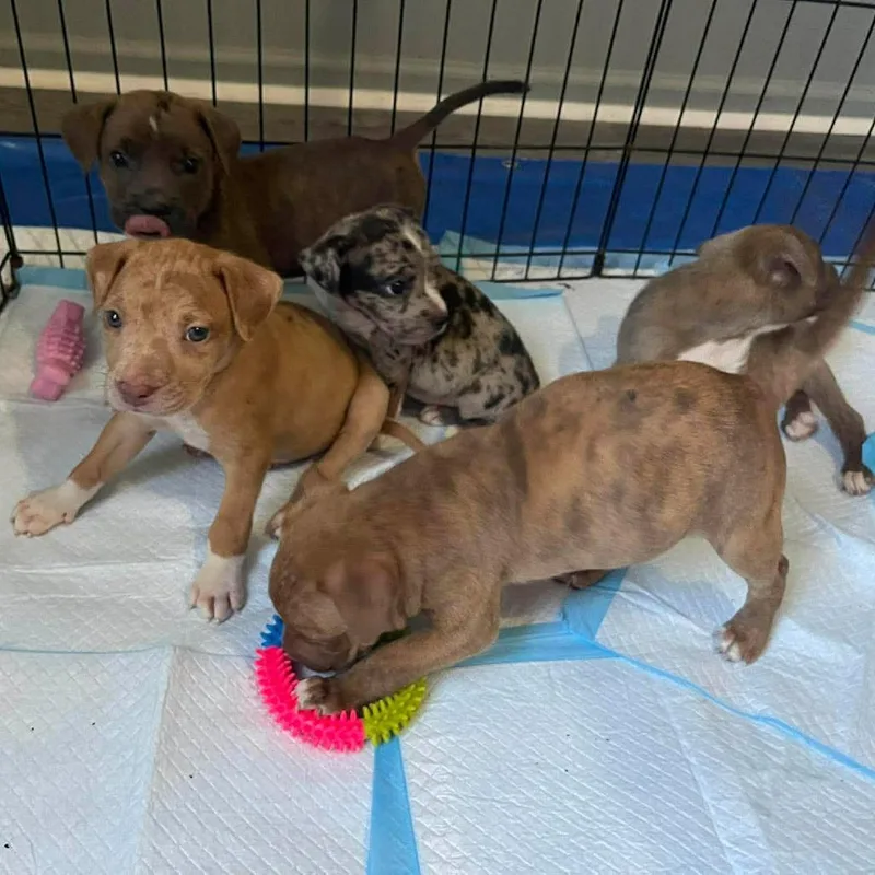 A baby small-sized female Gray / Blue / Silver Mixed Breed dog named Barracuda for adoption in Buffalo, MN