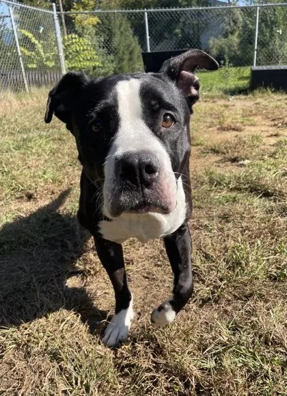 A senior large-sized male Black Mixed Breed dog named Mermaid Bubbles for adoption in Mishawaka, IN