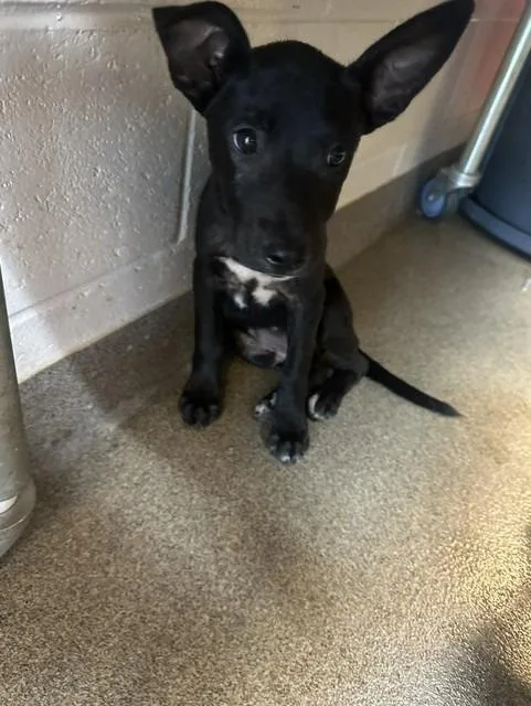 A baby small-sized male Mixed Breed dog named Lack Of Coverage for adoption in Rome, GA