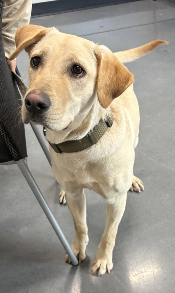 A young medium-sized female Labrador Retriever dog named Pen  Nala for adoption in Lawrenceville, GA