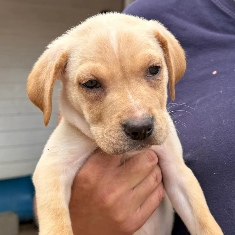 A baby medium-sized male White / Cream Labrador Retriever dog named Jason for adoption in Spring, TX