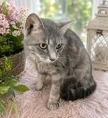 An adult medium-sized female Tabby (Gray / Blue / Silver) Domestic Short Hair cat named Lydia for adoption in Portsmouth, OH