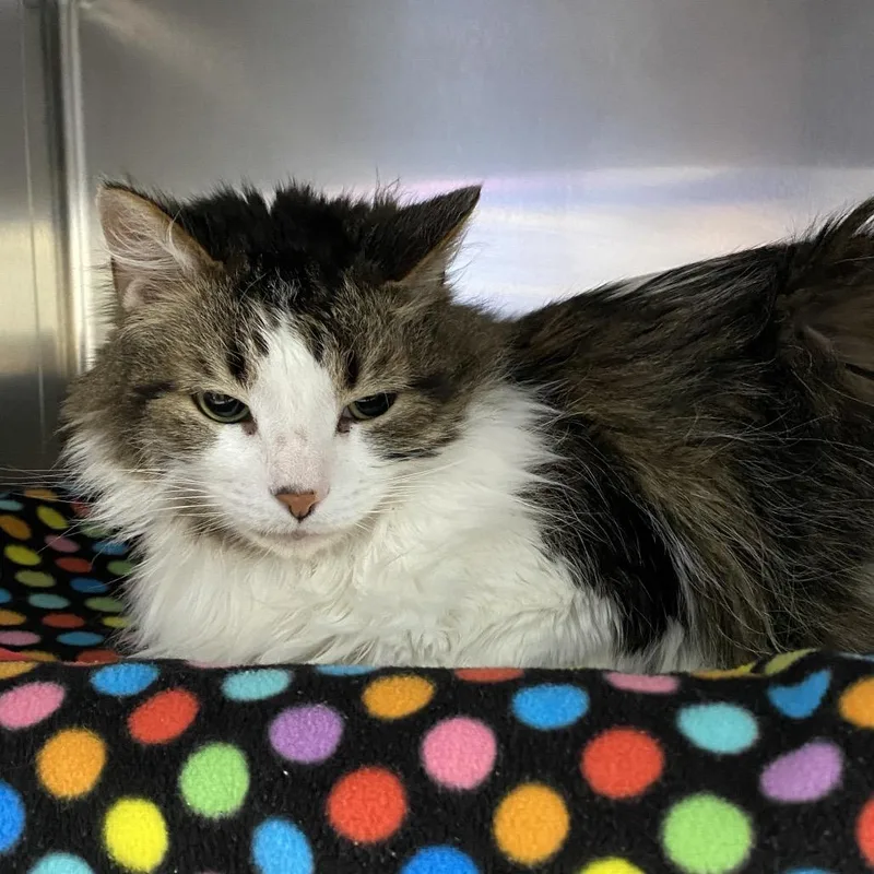 A senior medium-sized male White Domestic Long Hair cat named Mr Daisy for adoption in Grand Rapids, MI