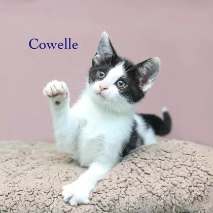 A baby small-sized female Domestic Short Hair cat named Cowelle for adoption in Parma, OH