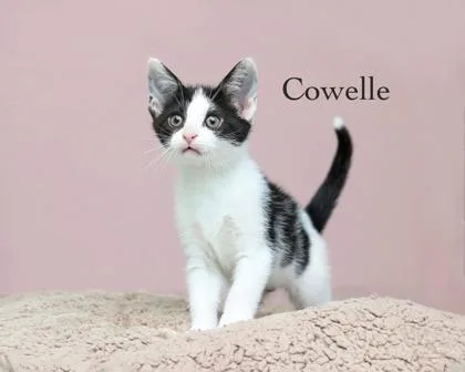 Cowelle thumbnail 2