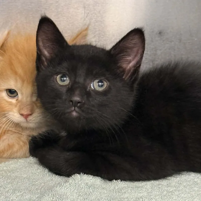 A baby small-sized male Black Domestic Short Hair cat named Taco for adoption in Martinsville, VA