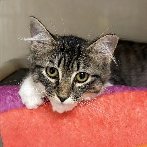 A baby small-sized male Brown / Chocolate Domestic Medium Hair cat named Lou for adoption in Mentor, OH