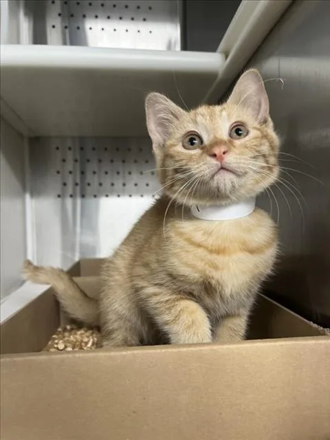 A baby small-sized female Orange / Red Domestic Short Hair cat named Crouton for adoption in Woodland, CA