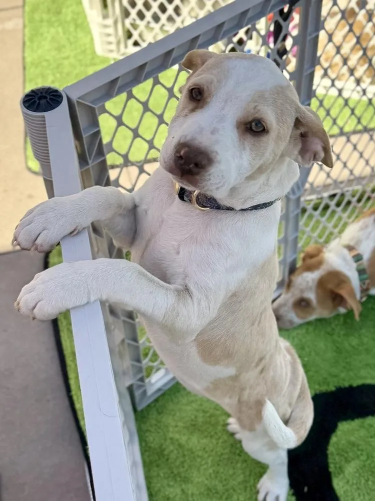 A young medium-sized female White / Cream Chihuahua dog named Swan for adoption in TUCSON, AZ
