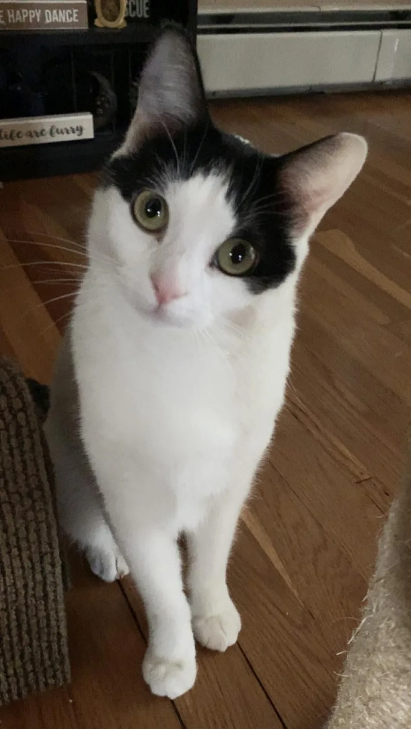 A baby medium-sized female Black & White / Tuxedo Domestic Short Hair cat named Skye for adoption in Salem, NH