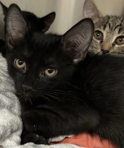 A young small-sized male Domestic Short Hair cat named Hoss for adoption in Phoenix, AZ