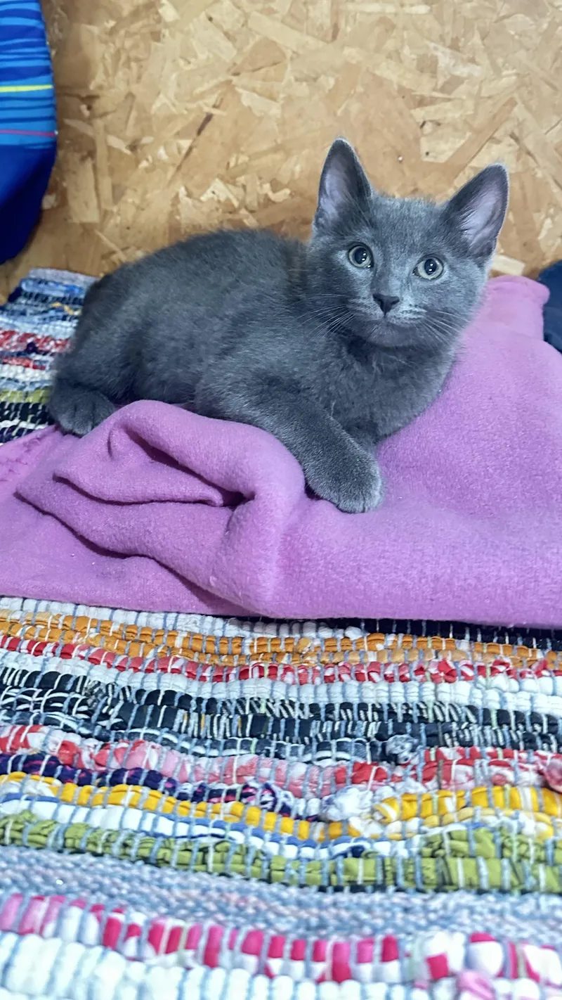 A baby medium-sized male Gray / Blue / Silver Domestic Short Hair cat named Peter for adoption in Monticello, IN