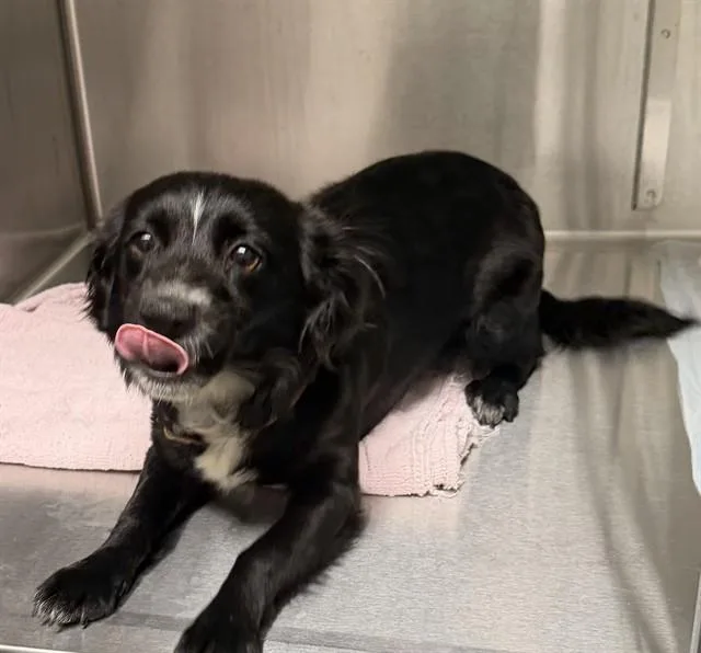 A young small-sized female Dachshund dog named Lily for adoption in Ontario, CA