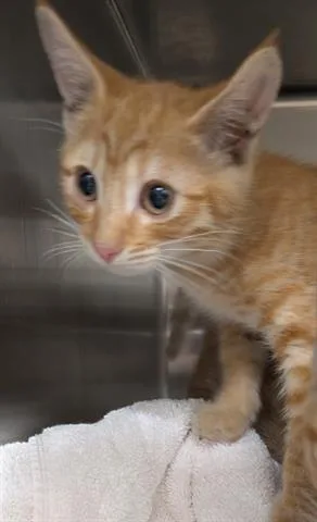 A baby small-sized male Domestic Short Hair cat named Copper for adoption in San Martin, CA