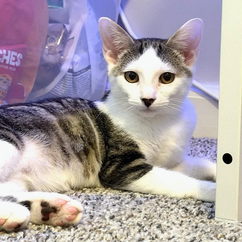 A baby small-sized female Domestic Short Hair cat named Pepperoni for adoption in Cumming, GA