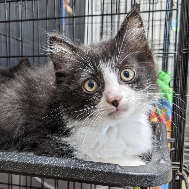 A baby small-sized male Black Domestic Medium Hair cat named Clyde Lr for adoption in Union, MO