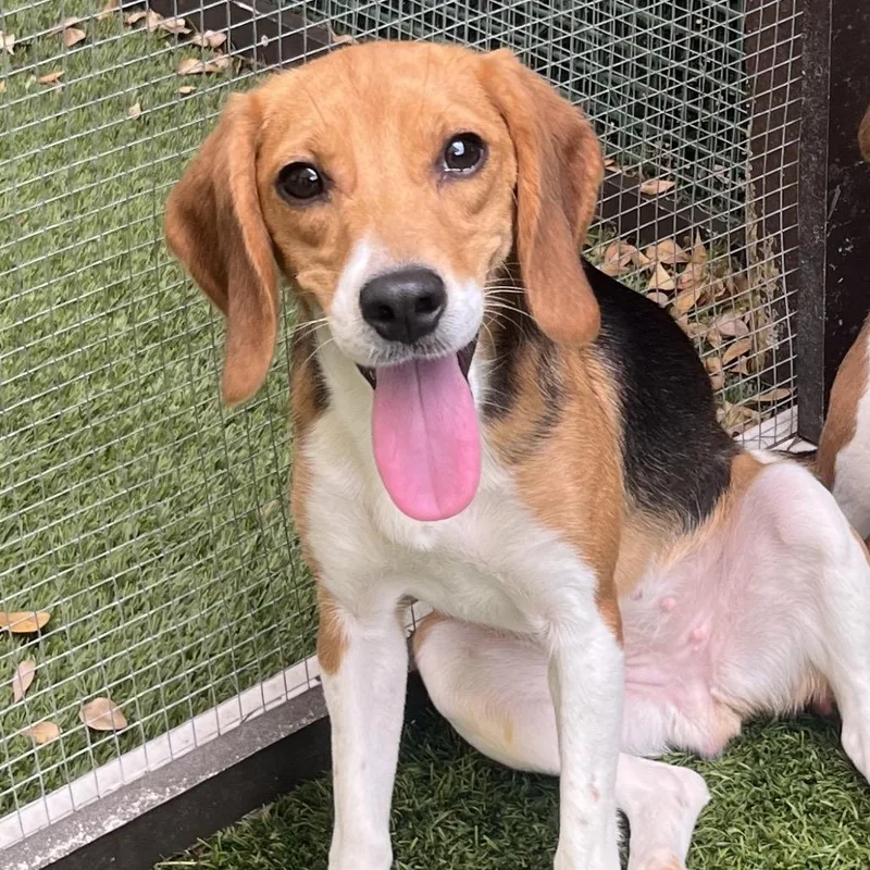 A young small-sized female Yellow / Tan / Blond / Fawn Beagle dog named Chobee for adoption in LOXAHATCHEE, FL