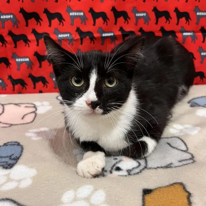 A young medium-sized female Black Domestic Short Hair cat named Myra for adoption in Washburn, MO