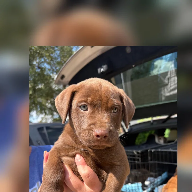 A baby medium-sized male Brown / Chocolate Labrador Retriever dog named Cocoa Puff for adoption in Cordova, TN