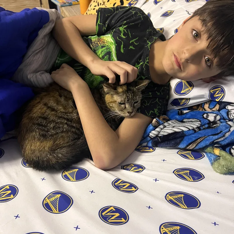 A young small-sized female Tabby (Tiger Striped) Tabby cat named Mojito for adoption in Palisades Park, NJ
