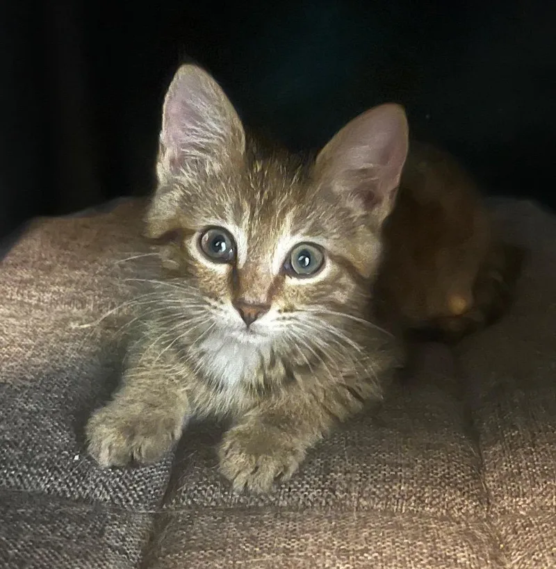 A baby small-sized female Domestic Short Hair cat named Lilly for adoption in Columbia, IL