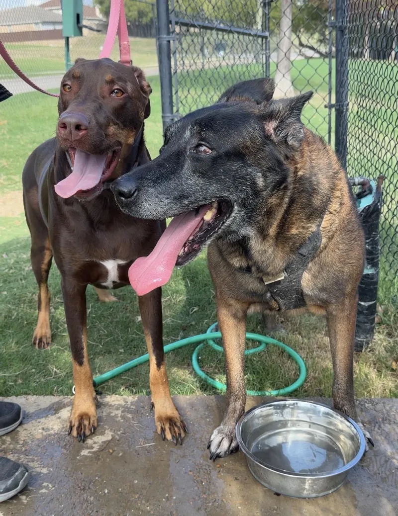 A senior large-sized male Belgian Shepherd / Malinois dog named Luke for adoption in Colleyville, TX
