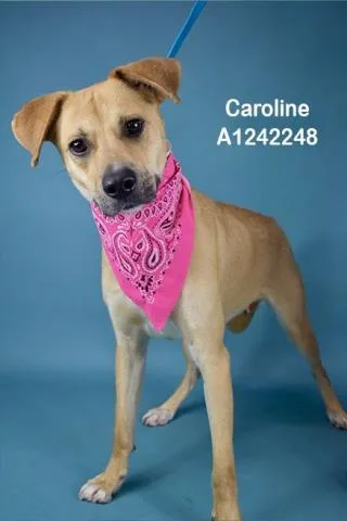 Caroline  Longtime Resident!