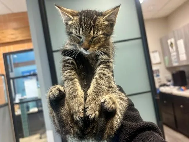 A baby small-sized female Domestic Short Hair cat named Kiwi for adoption in Garland, TX