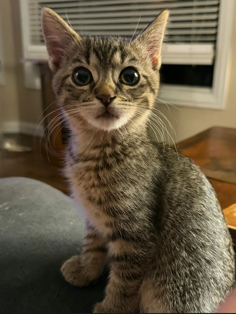 A baby small-sized male Domestic Short Hair cat named Bart for adoption in merrillville, IN