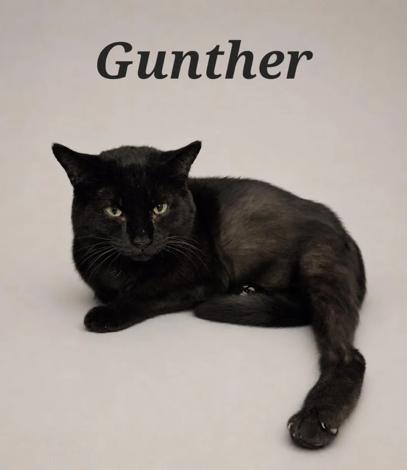 An adult medium-sized male Black Domestic Short Hair cat named Gunther for adoption in Monroeville, PA